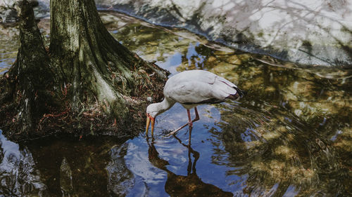 A stork peacefully searching for food