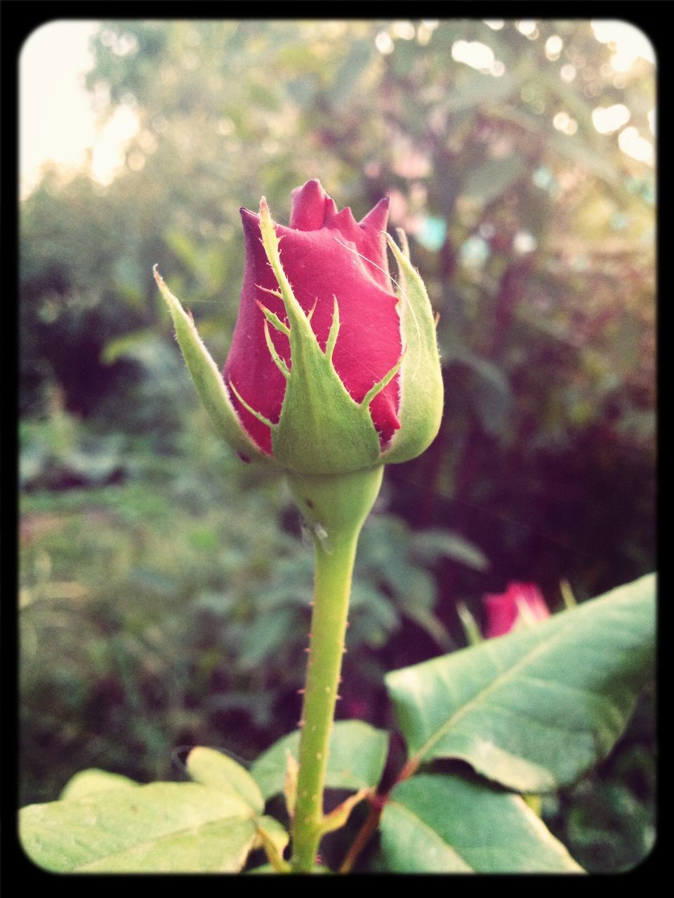 flower, petal, transfer print, freshness, fragility, growth, flower head, close-up, beauty in nature, leaf, focus on foreground, pink color, plant, nature, bud, auto post production filter, rose - flower, single flower, blooming, stem