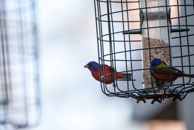 Bright male painted bunting bird passerina ciris forages for food in a bird feeder