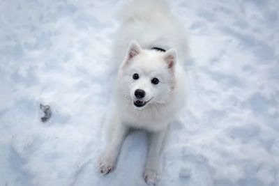 High angle view of white animal on snow