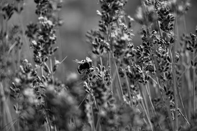 Close-up of bee pollinating flower