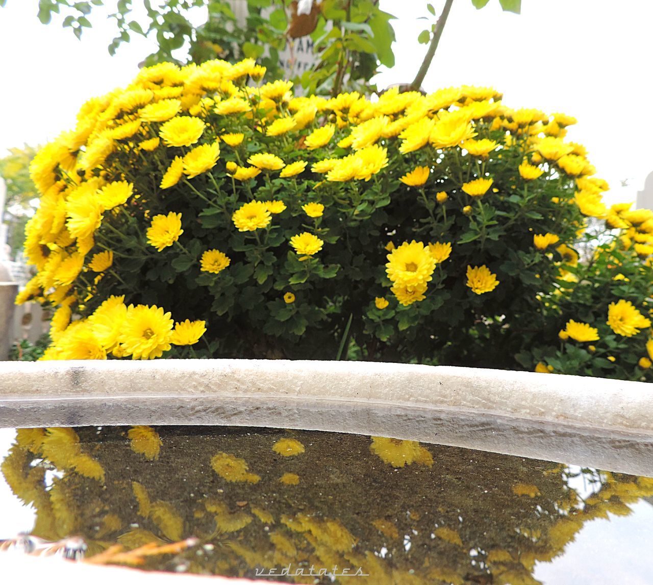 flower, yellow, freshness, fragility, growth, petal, plant, beauty in nature, nature, close-up, flower head, leaf, blooming, day, railing, season, in bloom, no people, outdoors, clear sky