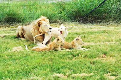 Lion family resting on grassy field