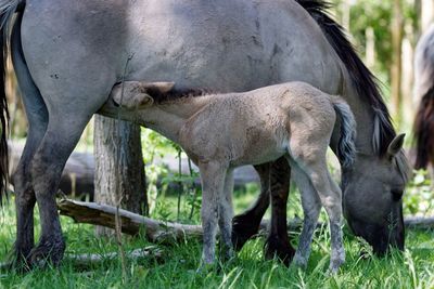 Konik drinking milk from horse on grassy field