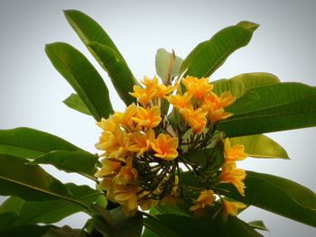 Close-up of yellow flower