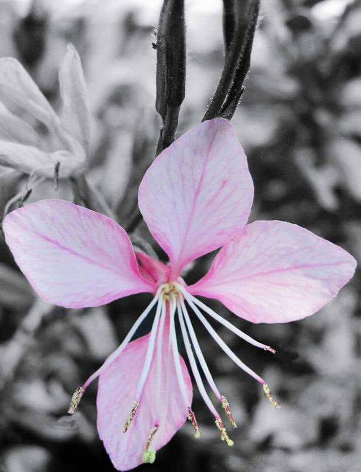 CLOSE-UP OF PINK FLOWERS