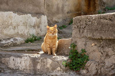 Cat sitting on wall