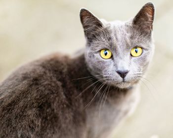 Close-up portrait of cat