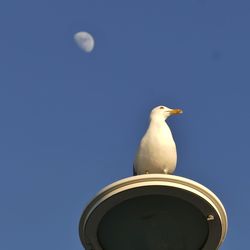 Low angle view of seagull against clear sky