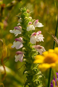 Close-up of flowering plant