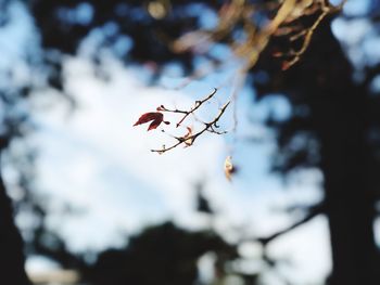 Low angle view of a cherry blossom