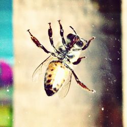 insect