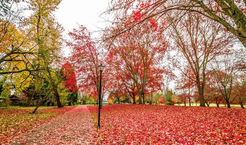 Trees in park during autumn