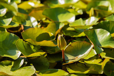 Close-up of water lily leaves