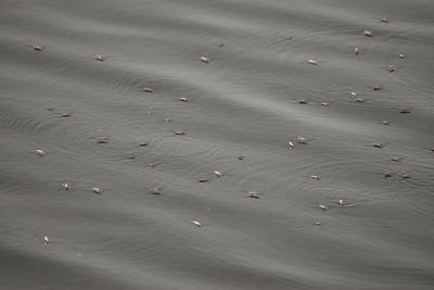 High angle view of footprints on beach