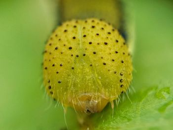 Close-up of insect on yellow leaf