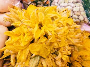 Close-up of yellow flowers