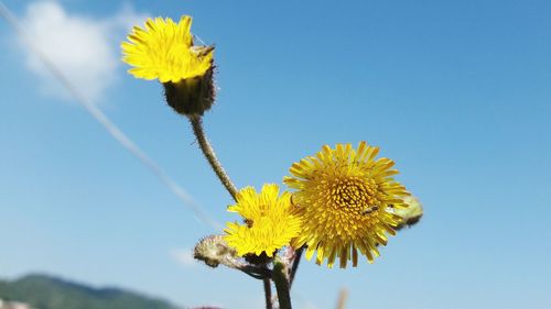 Low angle view of yellow flowers blooming against blue sky