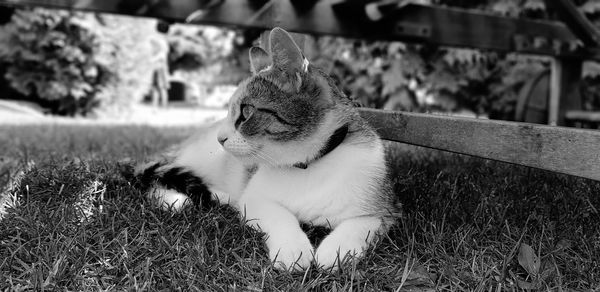 Cat sitting on field