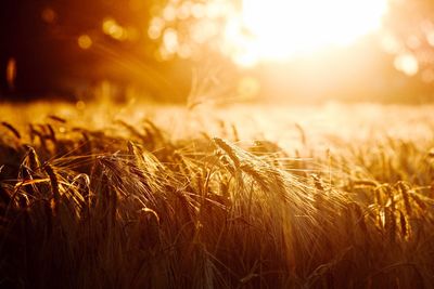 Wheat field against sky during sunset