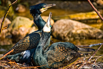 Close-up of bird perching