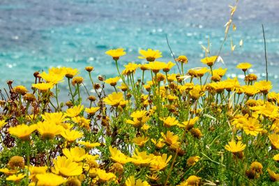 Close-up of yellow flowering plant on field