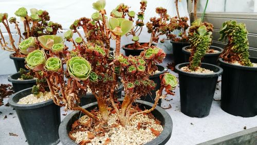 Potted plants on pot plant