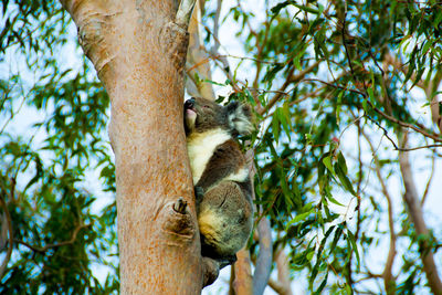 Low angle view of lizard on tree