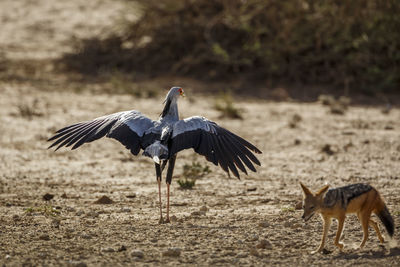 View of birds on land