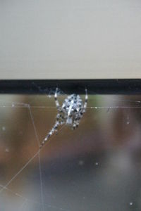 Close-up of spider on web