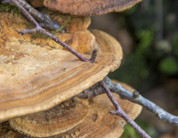 Close-up of snail on tree