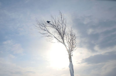 Low angle view of bare tree against sky