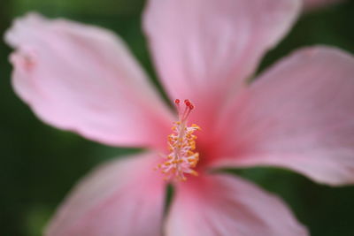 Close-up of insect on pink flower