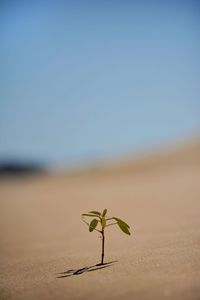 Close-up of grasshopper against clear sky