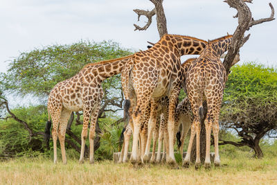 A group of giraffes around a tree branch