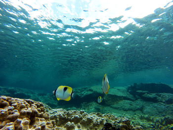 View of fish in sea