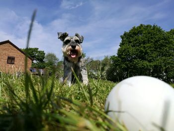 Dog in a park