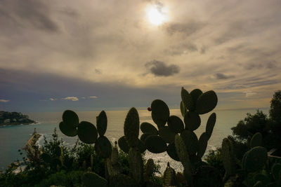 Cactus growing by sea against sky during sunset