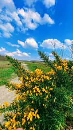 Yellow flowering plants on field against sky