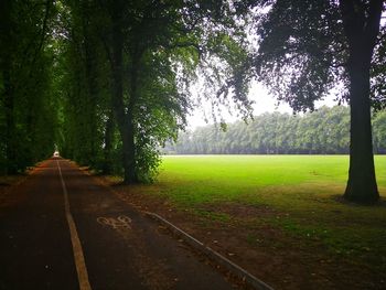 Empty road along trees and plants