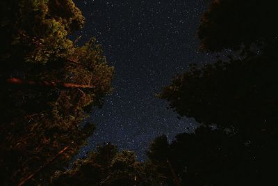 Low angle view of tree against star field