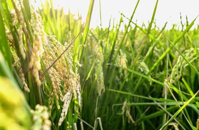 Close-up of wheat growing in field