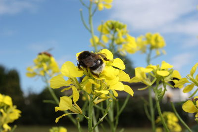 Bee pollinating on yellow flower against sky