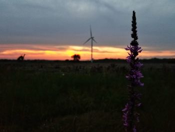 Purple flowering plants on field against sky during sunset