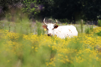 Cow on field