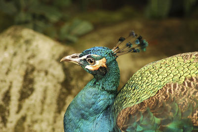 Close-up of a peacock