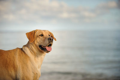 Close-up of dog by sea against sky