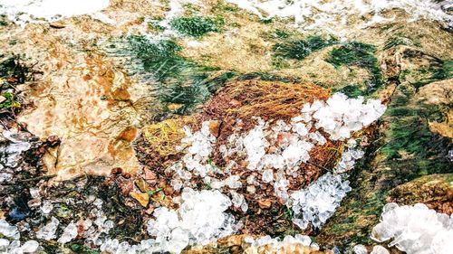 Close-up of lichen on rock