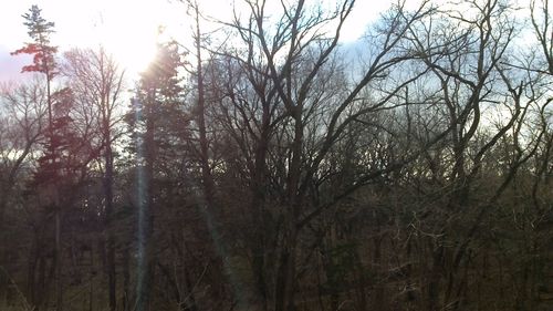 Bare trees in forest