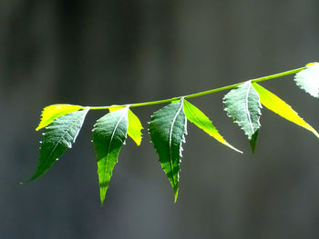 Close-up of plant